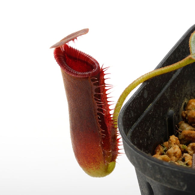 Nepenthes lowii 