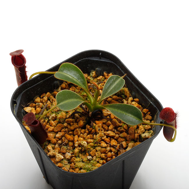 Nepenthes lowii��"Gunung Trusmadi " ��[ �ͥڥ�ƥ������������� ]���� PN200722-03 ��