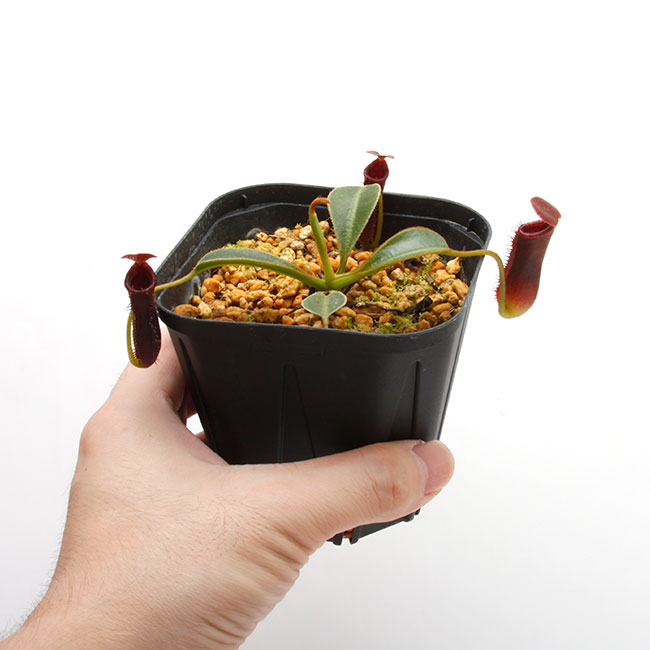 Nepenthes lowii��"Gunung Trusmadi " ��[ �ͥڥ�ƥ������������� ]���� PN200722-03 ��