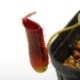 Nepenthes lowii��"Gunung Trusmadi " ��[ �ͥڥ�ƥ������������� ]���� PN200722-03 ��