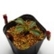 Nepenthes lowii��"Gunung Trusmadi " ��[ �ͥڥ�ƥ������������� ]���� PN200722-03 ��