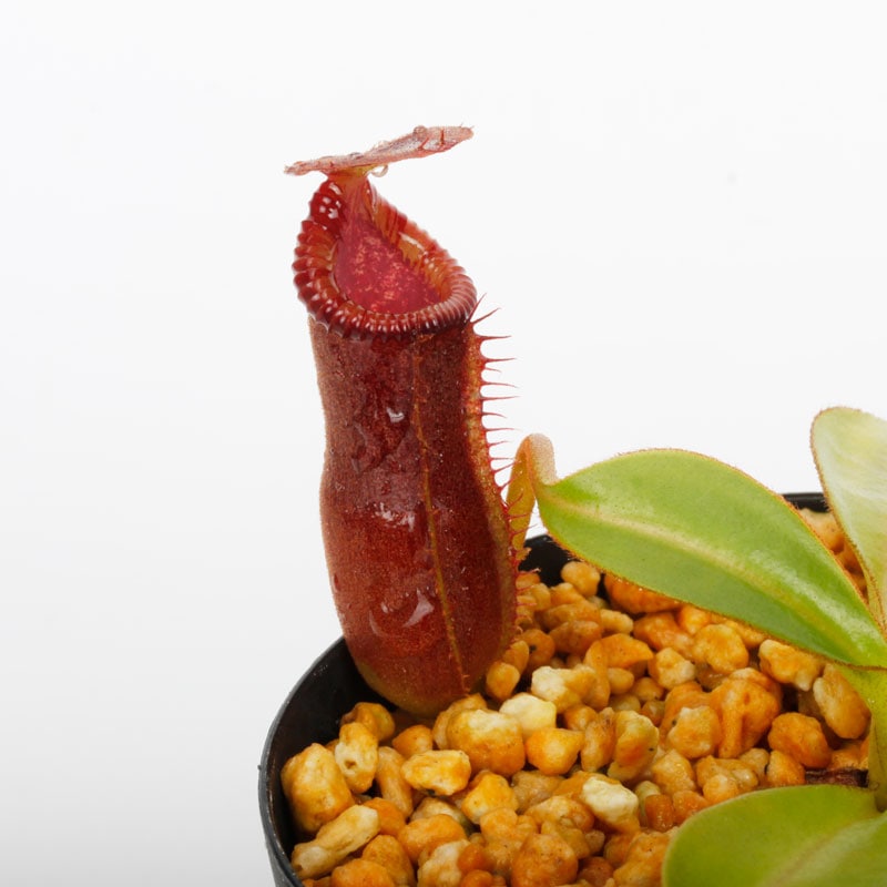 Nepenthes lowii x edwardsiana / AW / Clone:04 [ ネペンテス
