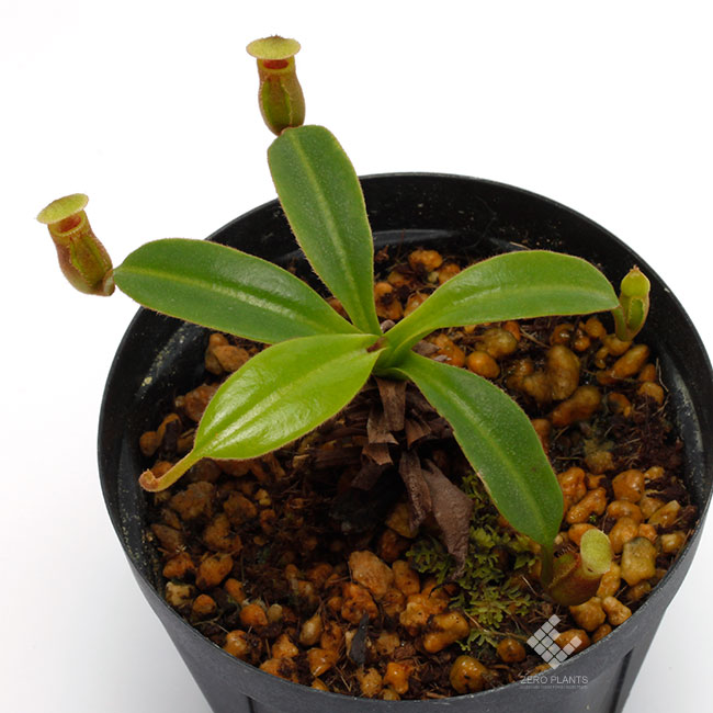 Nepenthes macrophylla��[ �ͥڥ�ƥ����ޥ����ե��� ]���� PN181103-08 ��