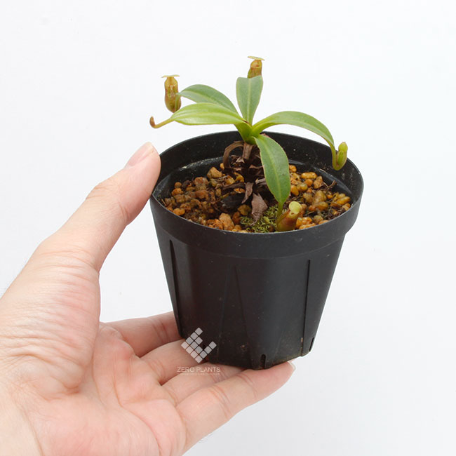 Nepenthes macrophylla��[ �ͥڥ�ƥ����ޥ����ե��� ]���� PN181103-08 ��