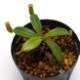 Nepenthes macrophylla��[ �ͥڥ�ƥ����ޥ����ե��� ]���� PN181103-08 ��
