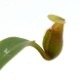 Nepenthes macrophylla��[ �ͥڥ�ƥ����ޥ����ե��� ]���� PN181103-08 ��