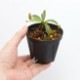 Nepenthes macrophylla��[ �ͥڥ�ƥ����ޥ����ե��� ]���� PN181103-08 ��
