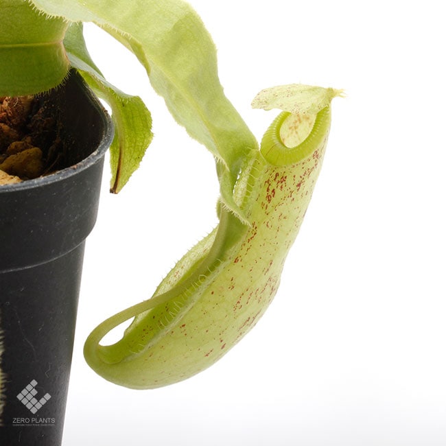 Nepenthes mirabilis var. echinostoma [ ネペンテス・ミラビリス var