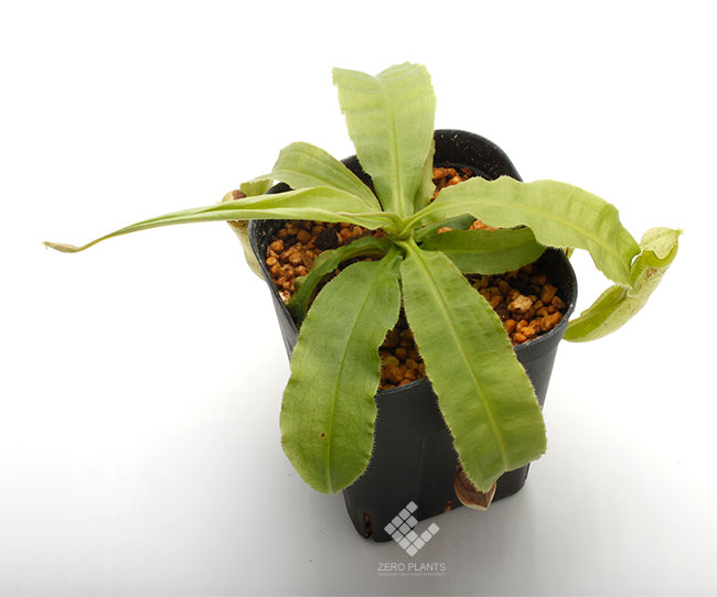 Nepenthes mirabilis var. echinostoma��[ �ͥڥ�ƥ����ߥ�ӥꥹ var. �����Υ��ȥ� ]���� Borneo Exotics / BE-3372 �ۡ� PN181130-26 ��