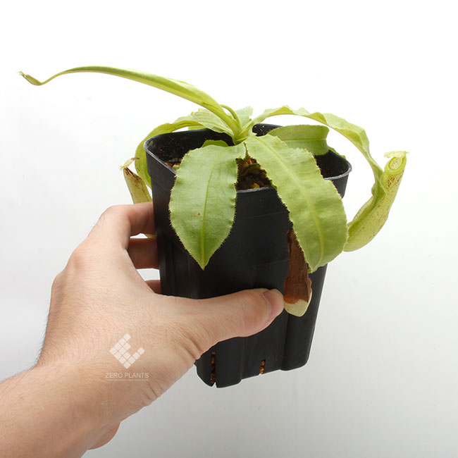 Nepenthes mirabilis var. echinostoma��[ �ͥڥ�ƥ����ߥ�ӥꥹ var. �����Υ��ȥ� ]���� Borneo Exotics / BE-3372 �ۡ� PN181130-26 ��