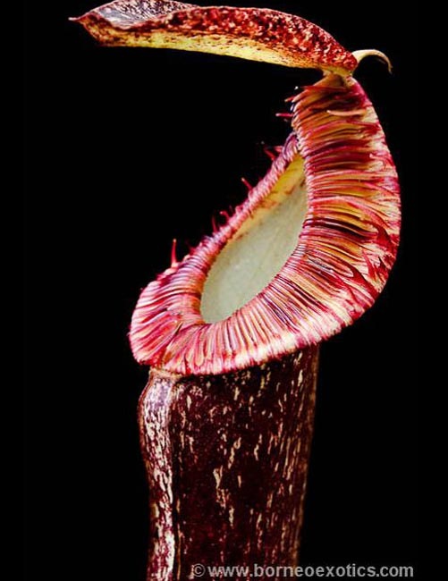 Nepenthes mirabilis var. echinostoma��[ �ͥڥ�ƥ����ߥ�ӥꥹ var. �����Υ��ȥ� ]���� Borneo Exotics / BE-3372 �ۡ� PN181130-26 ��