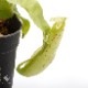 Nepenthes mirabilis var. echinostoma��[ �ͥڥ�ƥ����ߥ�ӥꥹ var. �����Υ��ȥ� ]���� Borneo Exotics / BE-3372 �ۡ� PN181130-26 ��