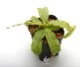 Nepenthes mirabilis var. echinostoma��[ �ͥڥ�ƥ����ߥ�ӥꥹ var. �����Υ��ȥ� ]���� Borneo Exotics / BE-3372 �ۡ� PN181130-26 ��