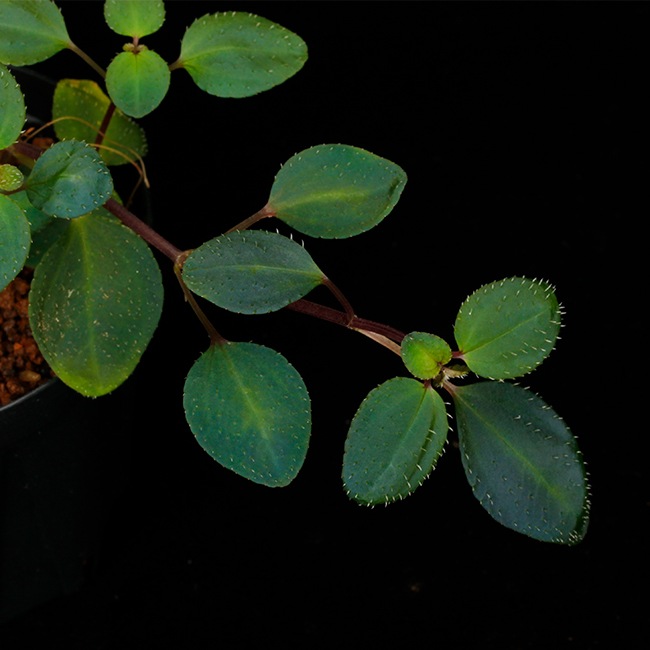 Sarcopyramis parvifolia��[ ���륳�ե���ߥ����ѥ�����ե��ꥢ ]��1�ݥå�