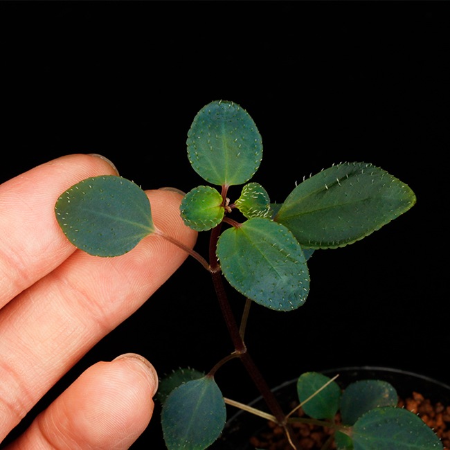 Sarcopyramis parvifolia��[ ���륳�ե���ߥ����ѥ�����ե��ꥢ ]��1�ݥå�