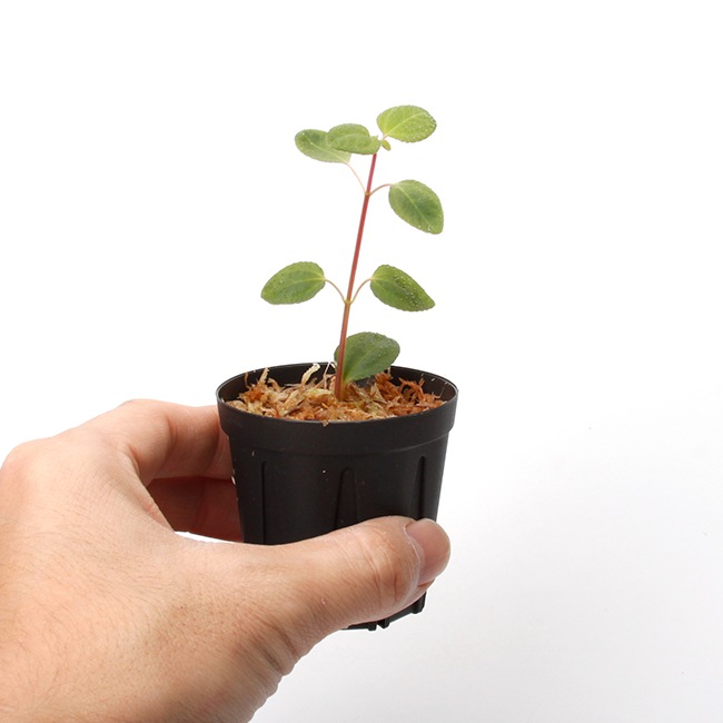 Sarcopyramis parvifolia��[ ���륳�ե���ߥ����ѥ�����ե��ꥢ ]��1�ݥå�