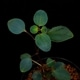 Sarcopyramis parvifolia��[ ���륳�ե���ߥ����ѥ�����ե��ꥢ ]��1�ݥå�