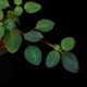 Sarcopyramis parvifolia��[ ���륳�ե���ߥ����ѥ�����ե��ꥢ ]��1�ݥå�
