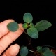 Sarcopyramis parvifolia��[ ���륳�ե���ߥ����ѥ�����ե��ꥢ ]��1�ݥå�
