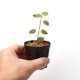 Sarcopyramis parvifolia��[ ���륳�ե���ߥ����ѥ�����ե��ꥢ ]��1�ݥå�