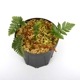 Davallia repens [ Хꥢڥ ] PN240605-08 