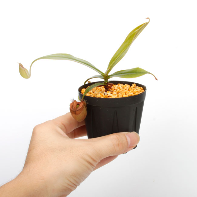 Nepenthes ampullaria " HARLEQUIN "��[ �ͥڥ�ƥ�������ץ�ꥢ "�ϡ��쥯������" ]���� Borneo Exotics / BE-3681 �ۡ� PN240820-14 ��