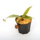 Nepenthes ampullaria " HARLEQUIN "��[ �ͥڥ�ƥ�������ץ�ꥢ "�ϡ��쥯������" ]���� Borneo Exotics / BE-3681 �ۡ� PN240820-14 ��