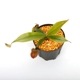 Nepenthes ampullaria " HARLEQUIN "��[ �ͥڥ�ƥ�������ץ�ꥢ "�ϡ��쥯������" ]���� Borneo Exotics / BE-3681 �ۡ� PN240820-14 ��