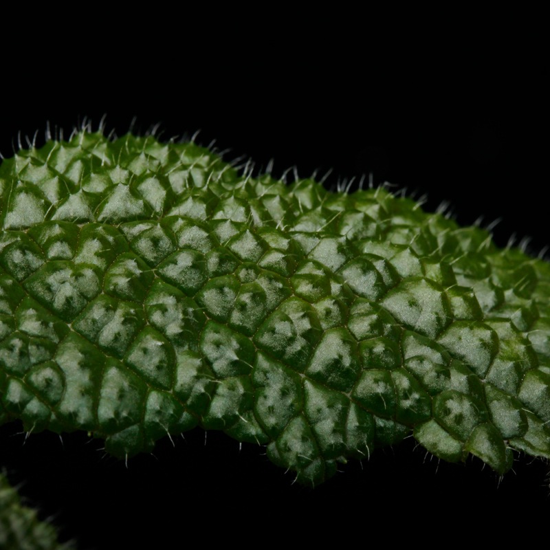 Reldia minutiflora��[ ���ǥ������ߥ̥ƥ��ե����� ]�� PN250925-06 ��