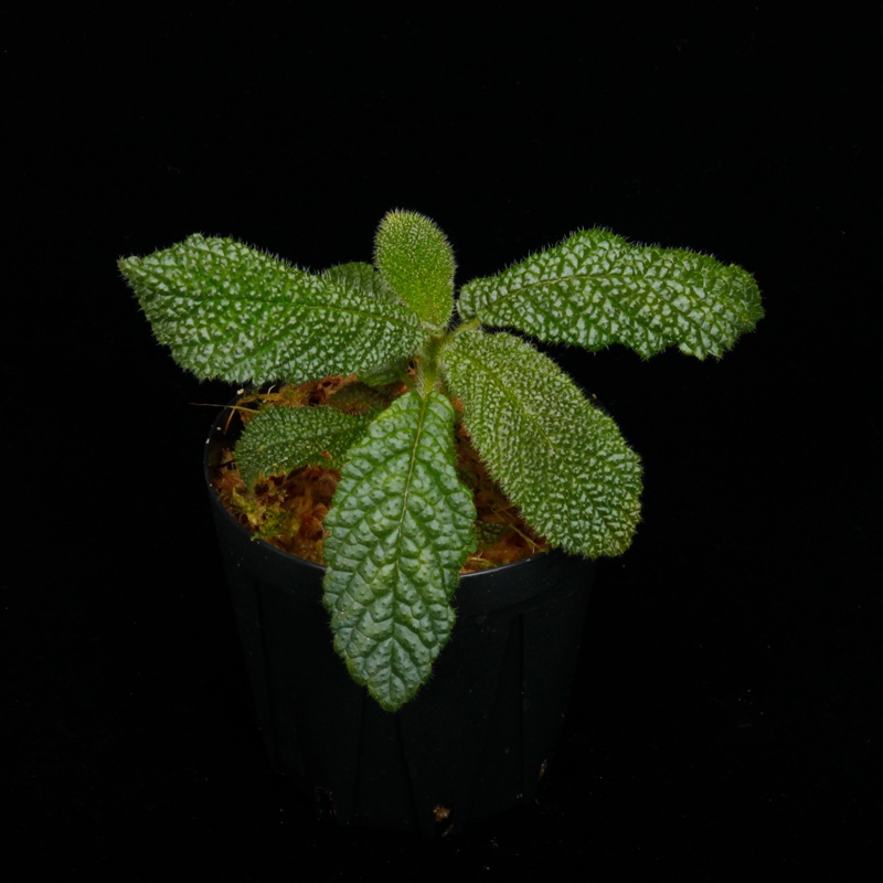 Reldia minutiflora��[ ���ǥ������ߥ̥ƥ��ե����� ]�� PN250925-06 ��