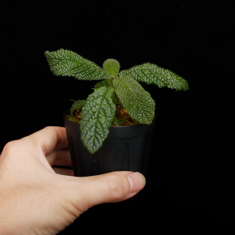 Reldia minutiflora��[ ���ǥ������ߥ̥ƥ��ե����� ]�� PN250925-06 ��