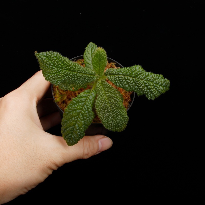 Reldia minutiflora��[ ���ǥ������ߥ̥ƥ��ե����� ]�� PN250925-06 ��