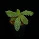 Reldia minutiflora��[ ���ǥ������ߥ̥ƥ��ե����� ]�� PN250925-06 ��