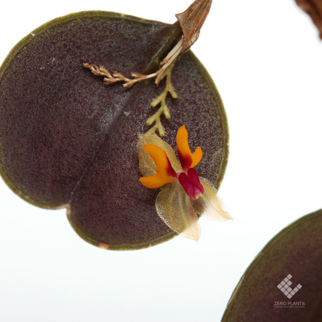 Lepanthes uxoria [ レパンテス・ウクソリア ] 【 PN191124-04 】