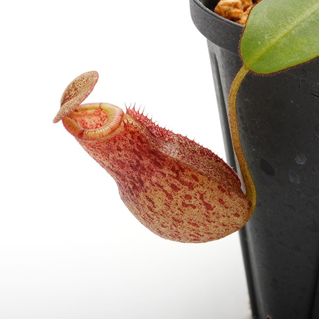 Nepenthes rajah x burbidgeae ( N. x ' alisputrana ' ) [ ネペンテス