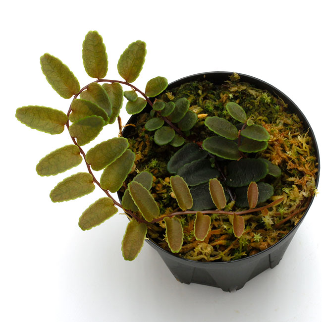 Marcgravia sp. " Purple Dwarf "��[ �ޥ륯����ӥ� sp, " �ѡ��ץ�ɥ�� " ]��1�ݥå�