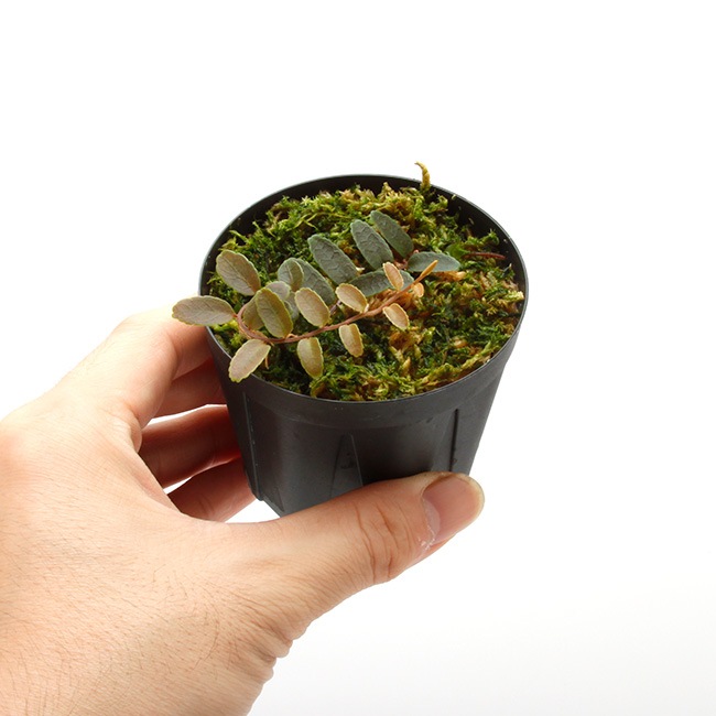 Marcgravia sp. " Purple Dwarf "��[ �ޥ륯����ӥ� sp, " �ѡ��ץ�ɥ�� " ]��1�ݥå�