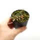 Marcgravia sp. " Purple Dwarf "��[ �ޥ륯����ӥ� sp, " �ѡ��ץ�ɥ�� " ]��1�ݥå�