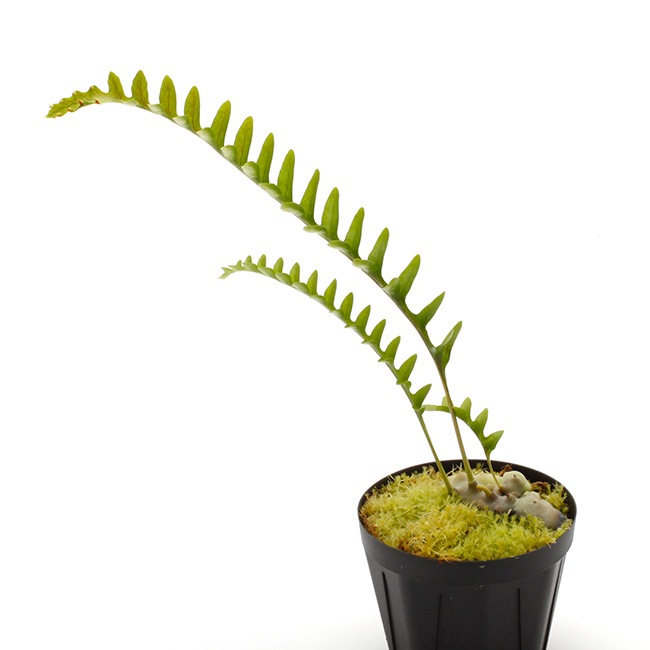 Lecanopteris luzonensis レカノプテリスルゾネンシス　大株 Lecanopteris luzonensis レカノプテリスルゾネンシス 大株