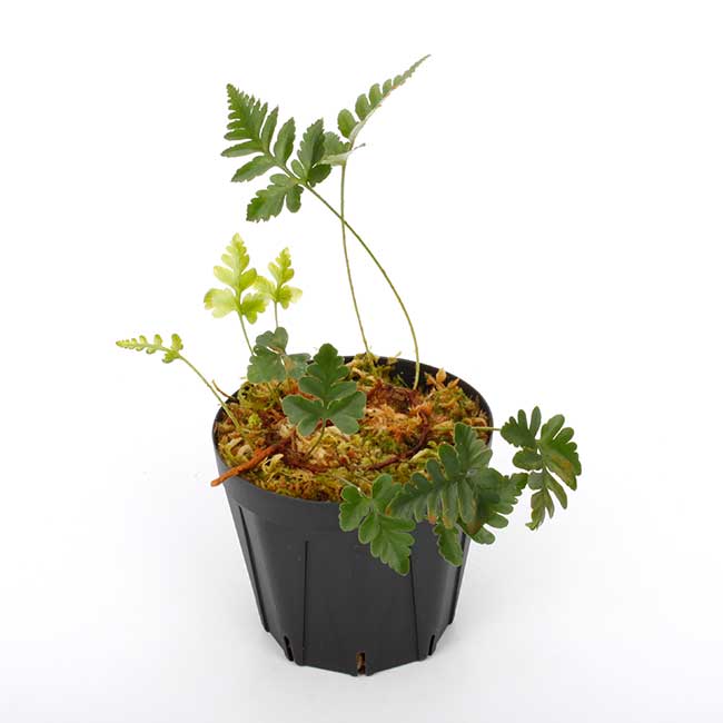 Davallia repens [ Хꥢڥ ] PN240605-09 