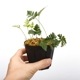 Davallia repens [ Хꥢڥ ] PN240605-09 