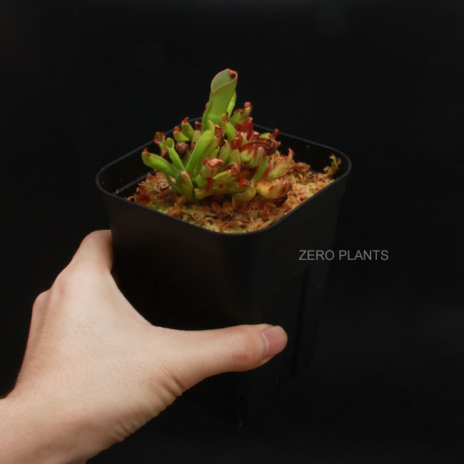 Heliamphora nutans (Kukenam Tepui) [ إꥢե顦̥ ] PN180615-03 