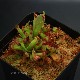 Heliamphora nutans (Kukenam Tepui) [ إꥢե顦̥ ] PN180615-03 