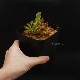 Heliamphora nutans (Kukenam Tepui) [ إꥢե顦̥ ] PN180615-03 