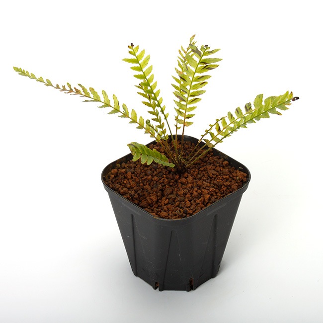 ブレクナム オブツサタムBlechnum obtusatum ② 000000003054_vWG7uiq.jpg