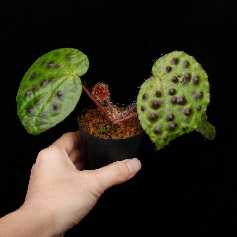 Begonia melanobullata [ �٥��˥������Υ֥顼�� ]��1�ݥåȡ��� �֥�å���̵���Υ����å����ۺ̤����ĸ���٥��˥� ��