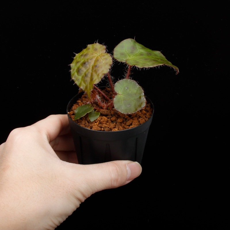 Begonia melanobullata [ �٥��˥������Υ֥顼�� ]��1�ݥåȡ��� �֥�å���̵���Υ����å����ۺ̤����ĸ���٥��˥� ��