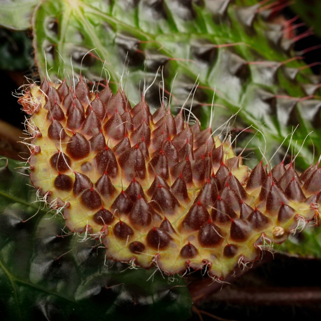 Begonia melanobullata [ �٥��˥������Υ֥顼�� ]��1�ݥåȡ��� �֥�å���̵���Υ����å����ۺ̤����ĸ���٥��˥� ��
