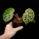 Begonia melanobullata [ �٥��˥������Υ֥顼�� ]��1�ݥåȡ��� �֥�å���̵���Υ����å����ۺ̤����ĸ���٥��˥� ��