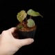 Begonia melanobullata [ �٥��˥������Υ֥顼�� ]��1�ݥåȡ��� �֥�å���̵���Υ����å����ۺ̤����ĸ���٥��˥� ��